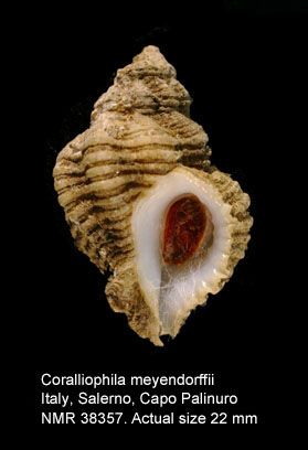 Coralliophila meyendorffii.jpg - Coralliophila meyendorffii(Calcara,1845)